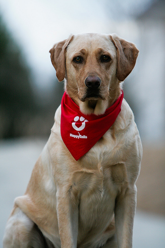 Therapy-dog