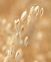 Oat Stalk