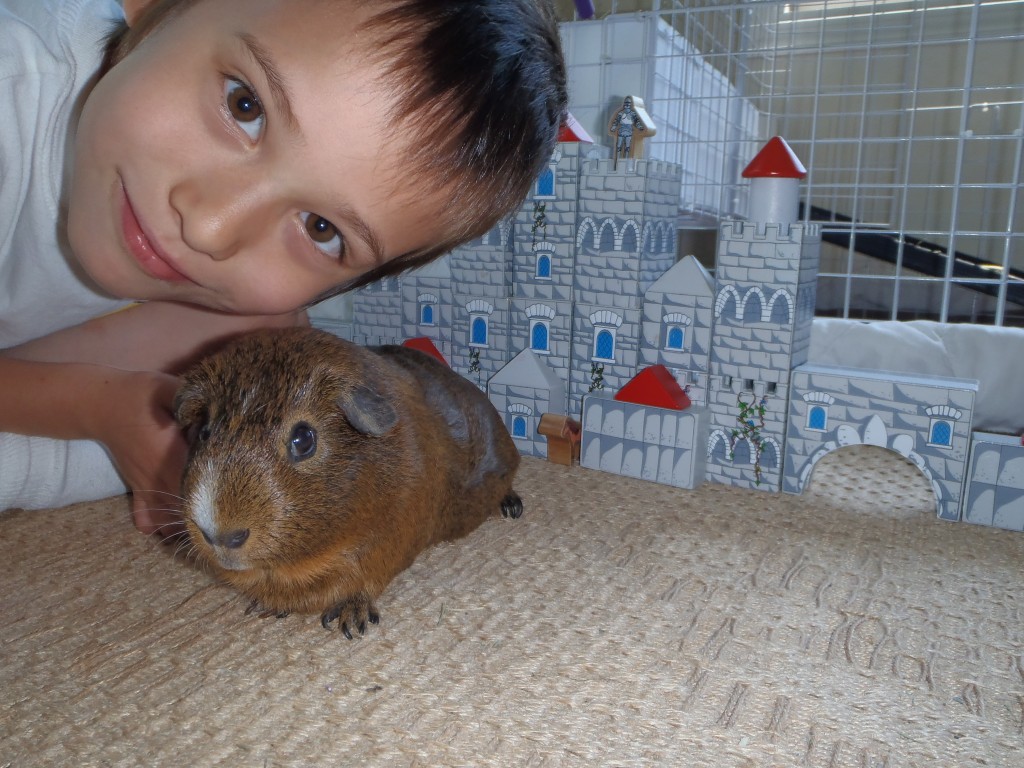 Guinea Pig